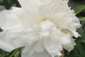 Peony 'Bridal Shower' 